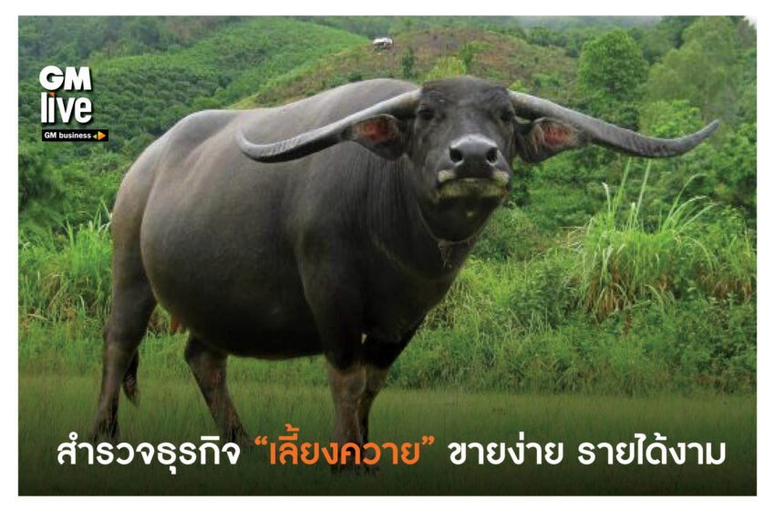  ‘สำรวจธุรกิจ “เลี้ยงควาย” ขายง่าย รายได้งาม’