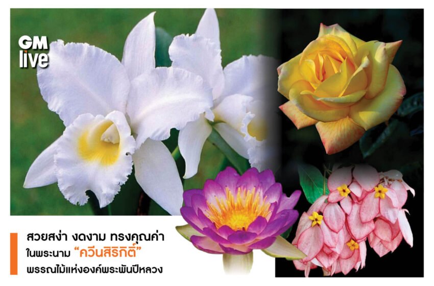  สวยสง่า งดงาม ทรงคุณค่า ในพระนาม “ควีนสิริกิติ์”พรรณไม้แห่งองค์พระพันปีหลวง