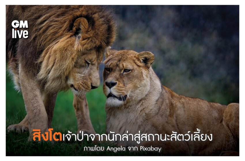  สิงโตเจ้าป่าจากนักล่าสู่สถานะสัตว์เลี้ยง